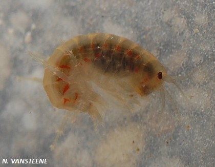 Gammarus sp